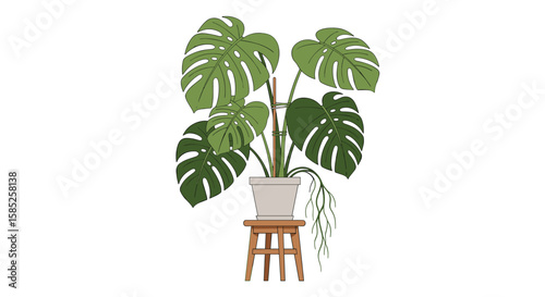 Large tropical houseplant on a wooden stool indoor green foliage with split leaves