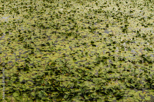 field of yellow water lilies in a park pond
