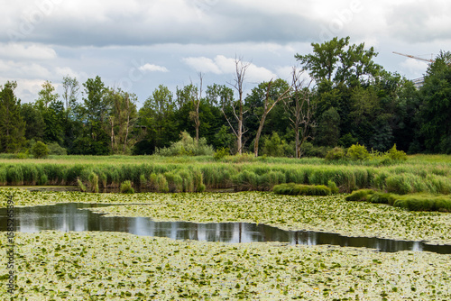 Overgrown park pond with yellow water lilies, grasses and shrubs
