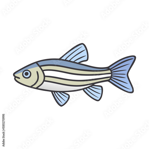 Illustration of a danio fish, zebrafish, freshwater aquarium fish, pet fish, small fish drawing