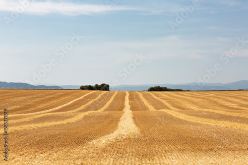 Paysage de campagne, grand champ de blé coupé, sillons de paille vue de face au premier plan avec des arbres et un ciel bleu en arrière plan, Provence, sud de la France