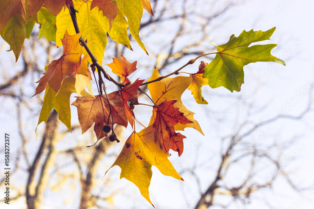 Fototapeta premium Beautiful autumn maple leaves in vibrant colors, showcasing the beauty of nature. A close-up shot of coloUrful autumal foliage on a twig against blurred background of trees and sky. Season changing.