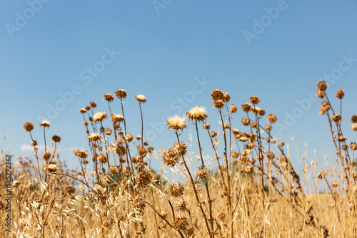 Fleurs séchées sur tige dans un champ ensoleillé de couleur jaune doré au premier plan avec ciel bleu en arrière plan