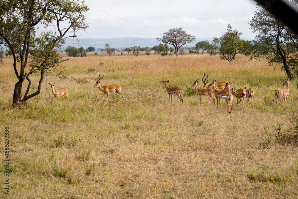 Wild Antelopes Roaming Yellowed Grass in Serengeti Landscape Wild Antelopes Roaming Yellowed Grass in Serengeti Landscape