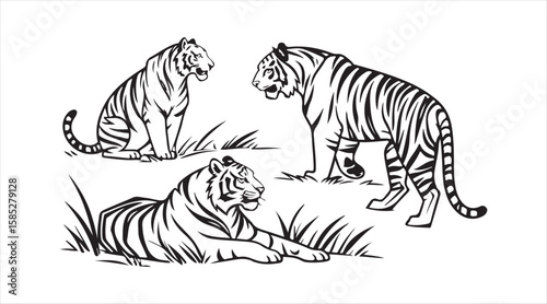 A hand-drawn illustration set featuring tigers in multiple poses (standing, sitting, lying down)
