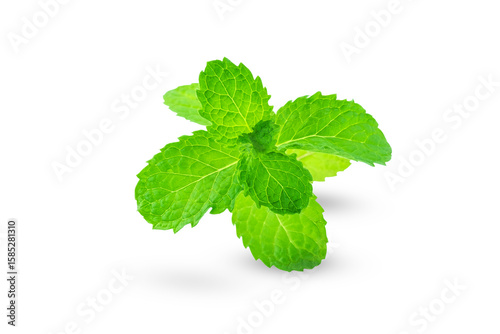 fresh mint leaves, Fresh Raw Mint or Lemon balm, Mint leaves, isolated on white background with clipping path, closed up. 