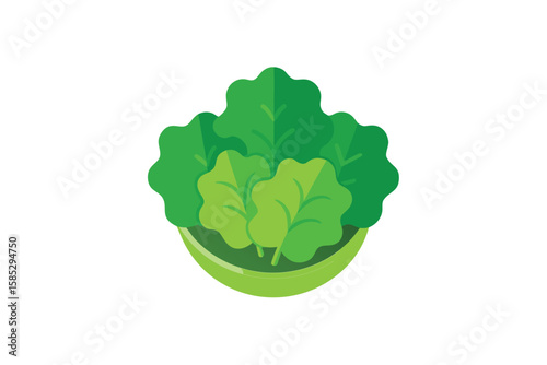 Salad Greens Top View Vector Illustration Isolated