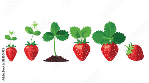 Strawberry life cycle displayed on a white background. It illustrates the growth stages of the plant from seed to a strawberry plant bearing ripe berries.


