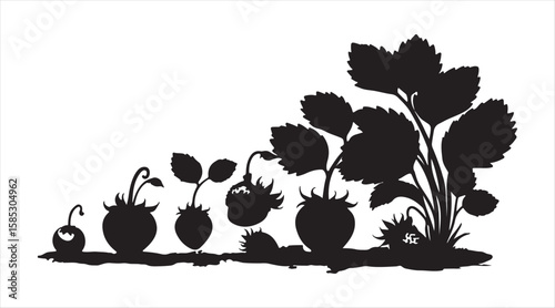 Life cycle of strawberries on a white backdrop. This depicts the growth phases from seed to a strawberry plant loaded with ripe berries.


