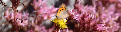 Photography Schmetterling 1414