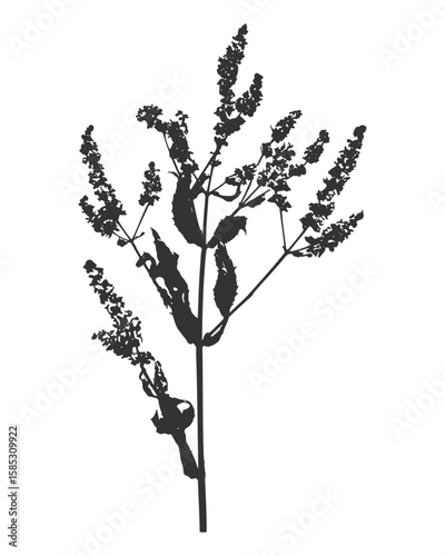 Mint twig with flowers and leaves silhouette, herbal botanical print of branch, ink black on white background.