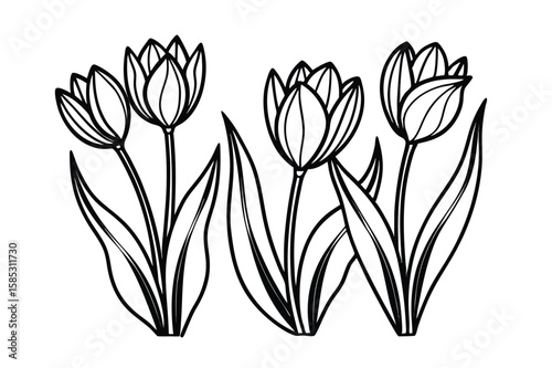 Vector golden tulips on white background drawn in luxury floral line art vector line art on white background
