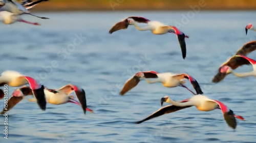 Flamingos in flight over water