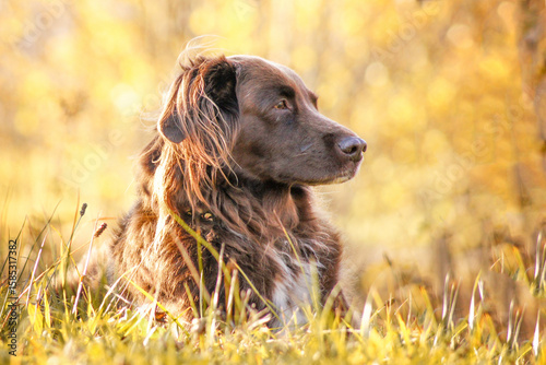 small münsterländer