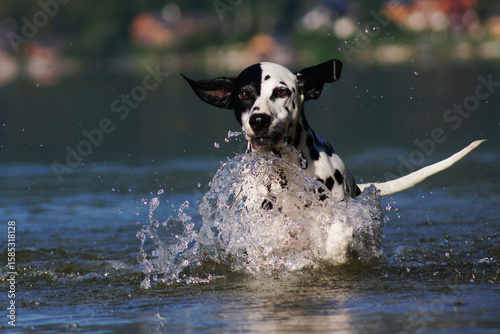 dalmatian at the lake