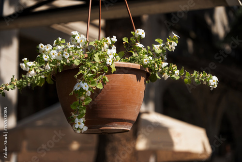 Fototapeta Naklejka Na Ścianę i Meble -  White flowers Begonia in a pot in a summer cafe