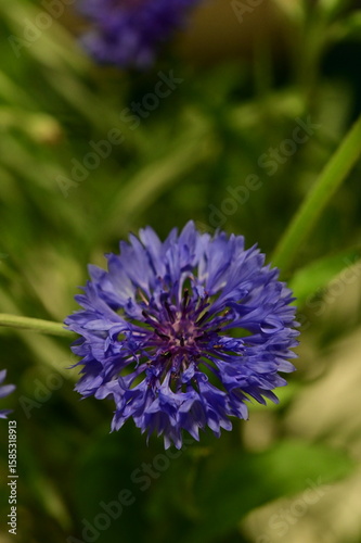 A detailed macro photograph of a vivid blue cornflower (Centaurea cyanus) in full bloom, isolated against a soft green background. 