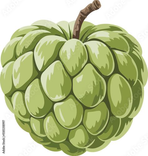 Fresh Cherimoya (Custard Apple) Fruit Vector Illustration, Transparent Background.