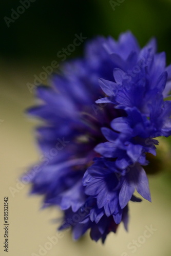 Close-up of Blue Cornflower Blossom – Macro Shot of Centaurea Cyanus