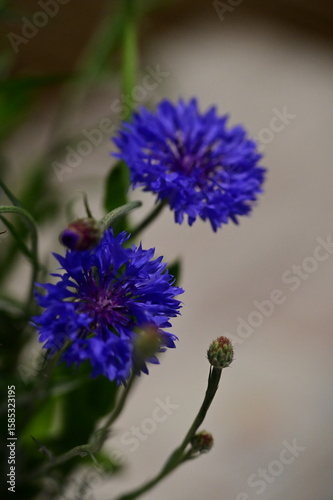 Close-up of Blue Cornflower Blossom – Macro Shot of Centaurea Cyanus