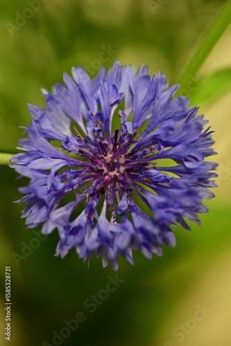 Close-up of Blue Cornflower Blossom – Macro Shot of Centaurea Cyanus