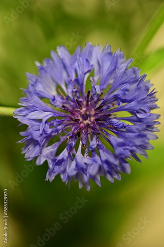 Close-up of Blue Cornflower Blossom – Macro Shot of Centaurea Cyanus