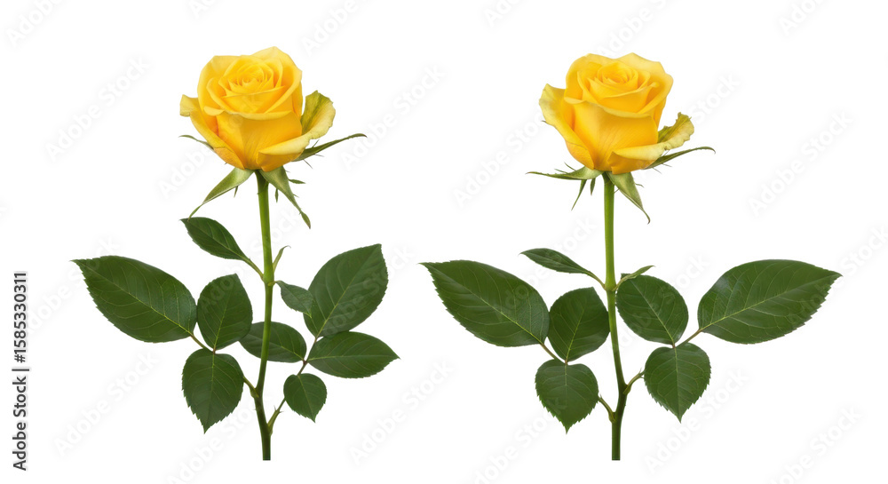 Obraz premium Two vibrant yellow roses with green leaves and stems isolated on transparent background
