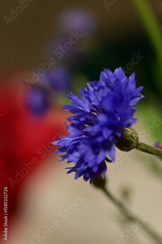 Close-up of Blue Cornflower Blossom – Macro Shot of Centaurea Cyanus