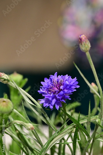 Close-up of Blue Cornflower Blossom – Macro Shot of Centaurea Cyanus