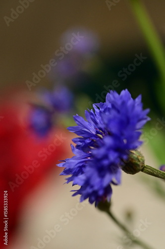 Close-up of Blue Cornflower Blossom – Macro Shot of Centaurea Cyanus