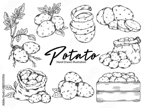 Set of hand drawn potato outline drawing food illustration 2