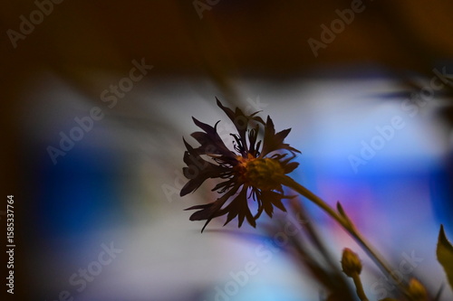A detailed macro photograph of a vivid blue cornflower (Centaurea cyanus) in full bloom, isolated against a soft green background. 