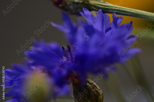 A detailed macro photograph of a vivid blue cornflower (Centaurea cyanus) in full bloom, isolated against a soft green background. 