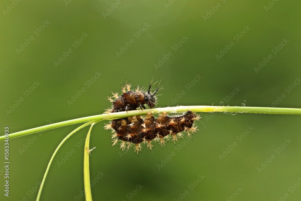 Fototapeta premium Raupe des Landkärtchens (Araschnia levana) an Grashalm