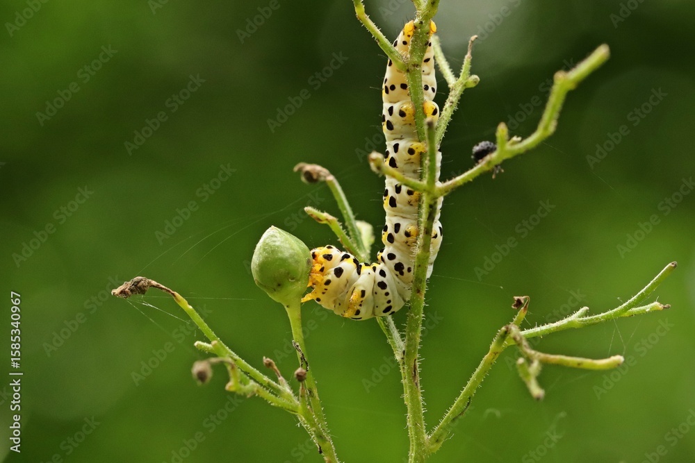 Naklejka premium Raupe des Braunwurz-Mönchs (Shargacucullia scrophulariae) an Knotiger Braunwurz (Scrophularia nodosa)