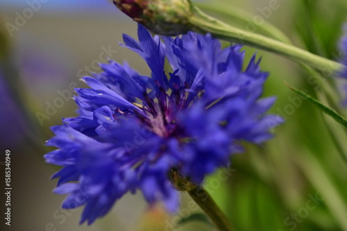A detailed macro photograph of a vivid blue cornflower (Centaurea cyanus) in full bloom, isolated against a soft green background. 
