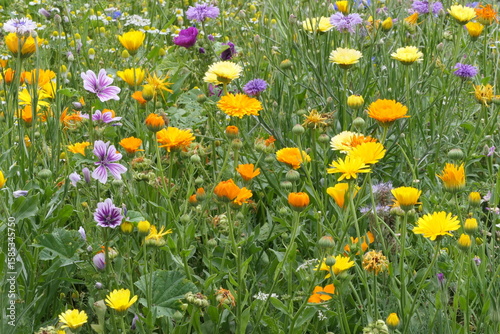 Fototapeta Naklejka Na Ścianę i Meble -  Blumenwiese