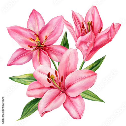 Pink lily flowers watercolor botanical illustration with green leaves for elegant floral designs and wedding invitations