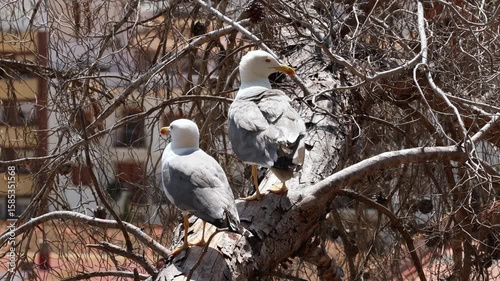 Two seagulls perched side by side on a thick tree branch in a natural forest environment