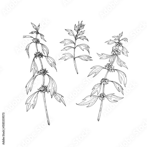 Motherwort branches set. Vector illustrations hand drawn with ink and isolated on white background. Objects for label design