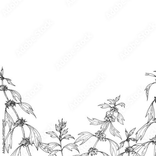 Motherwort branches frame. Vector illustrations hand drawn with ink and isolated on white background. Template for label design
