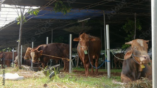 sacrificial cows ahead of Eid al-Adha