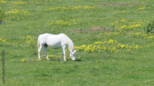 White horse graze on a green pasture in summer