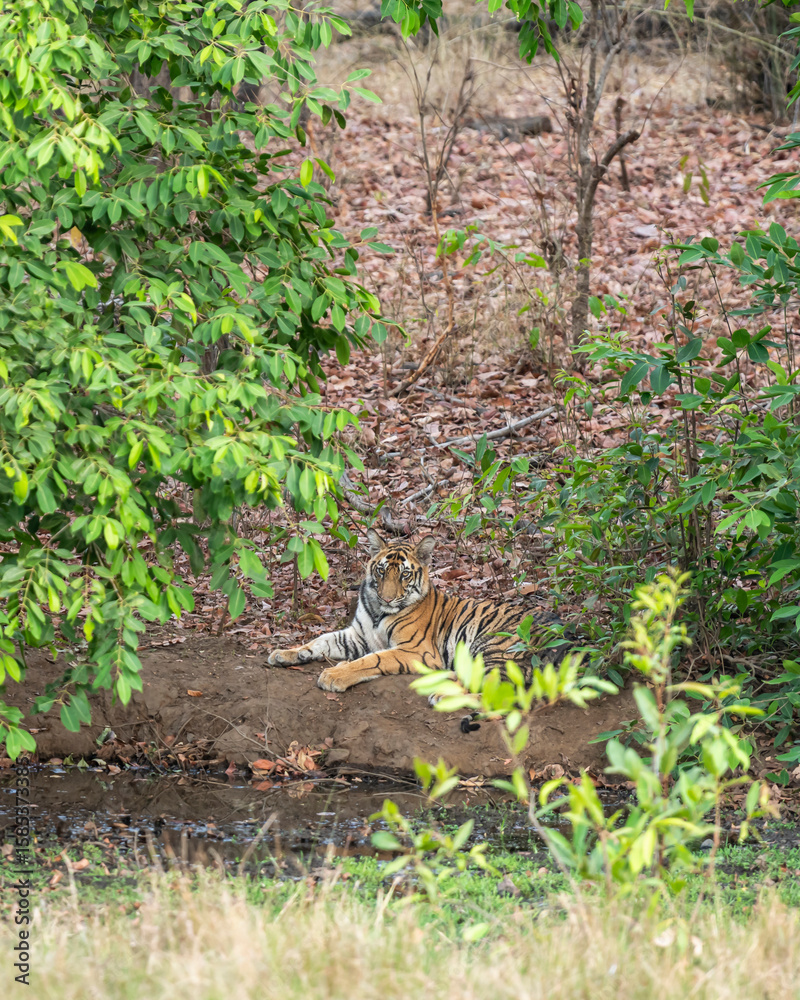 Obraz premium wild bengal male tiger or panthera tigris cub sitting in winter season safari at bandhavgarh national park forest reserve madhya pradesh india asia