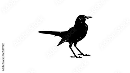 Chiguanco Thrush, bird, black isolated silhouette