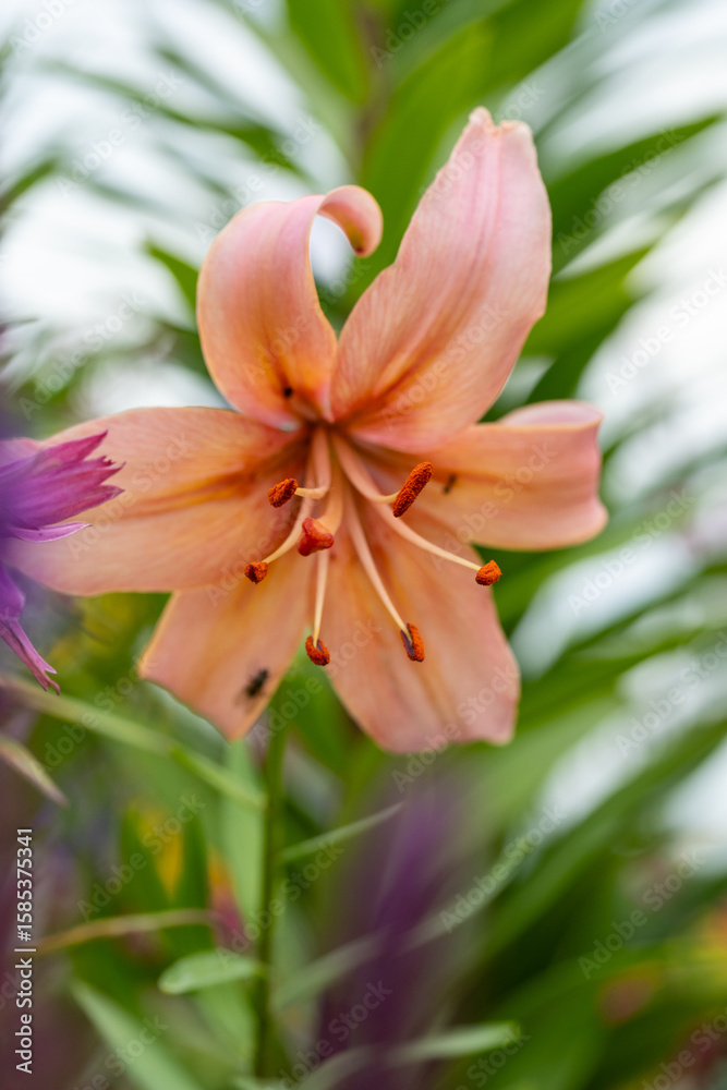 Fototapeta premium close-up macro photo of a lily flower