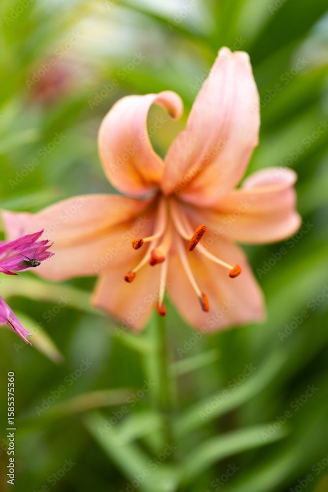Obraz premium close-up macro photo of a lily flower