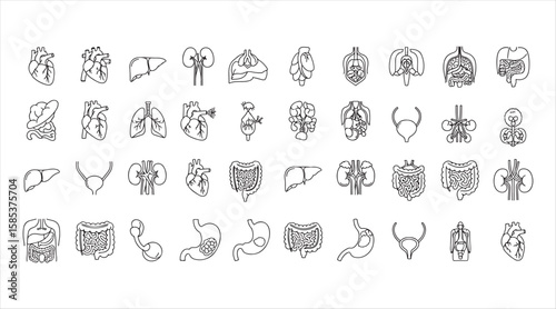 Set of line icons representing human organs. Vector illustrations of the heart, lungs, liver, stomach, intestines, kidneys, bladder, and a thin linear depiction of anatomy.

