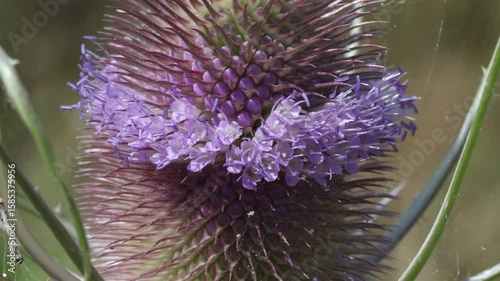 Closeup of a Teasel Flower, Dipsacus fullonum, in ear;y Summer. UK