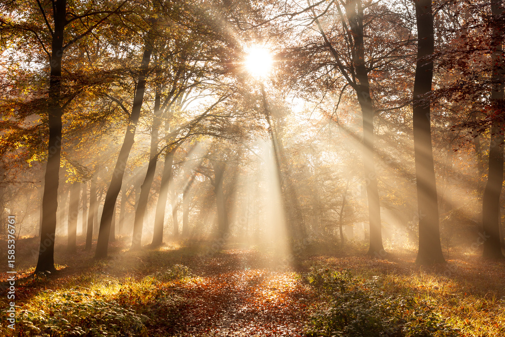 Fototapeta premium Sunlight filtering through tall trees in an autumn forest, casting warm rays over a leaf-covered footpath. 